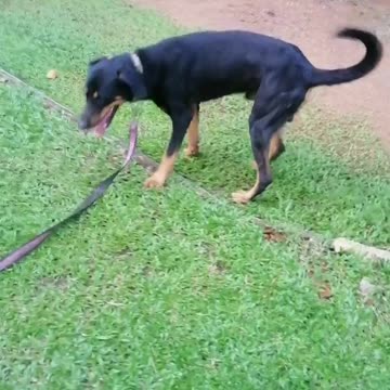 special dogs|dogs|funny animals|susan bro| #shorts