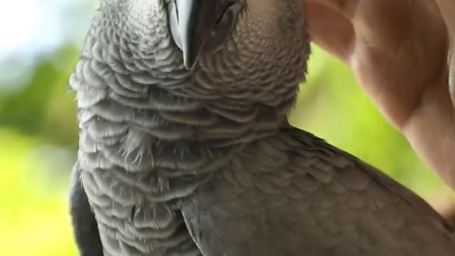 Clever parrot