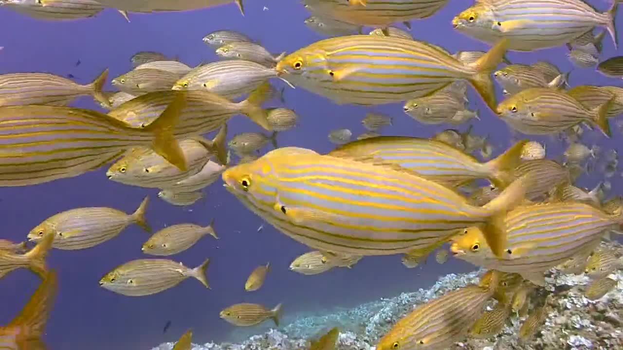 Swimming in the sea with fish