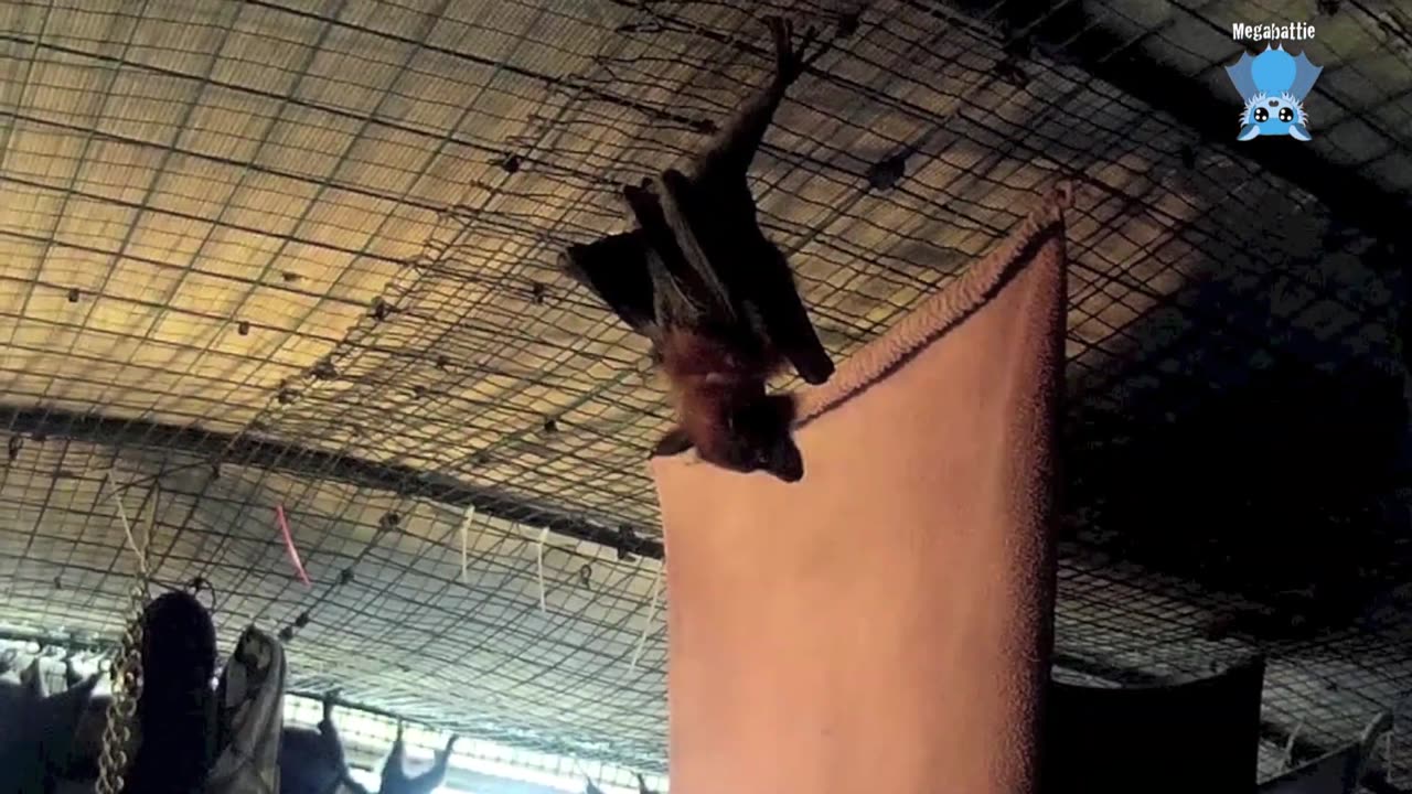 Rescuing a baby flying-fox hanging alone in a street tree; this is Noisy Cricket