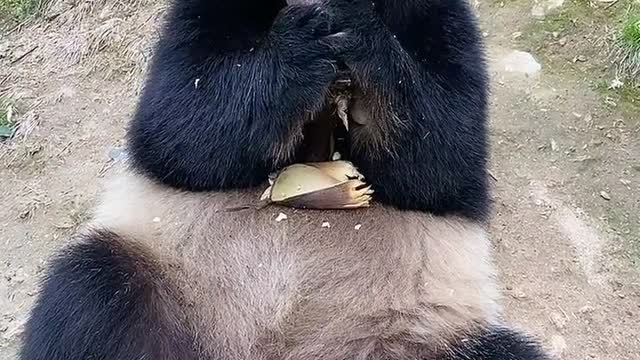 Cute panda eating ASMR Tik Tok#3