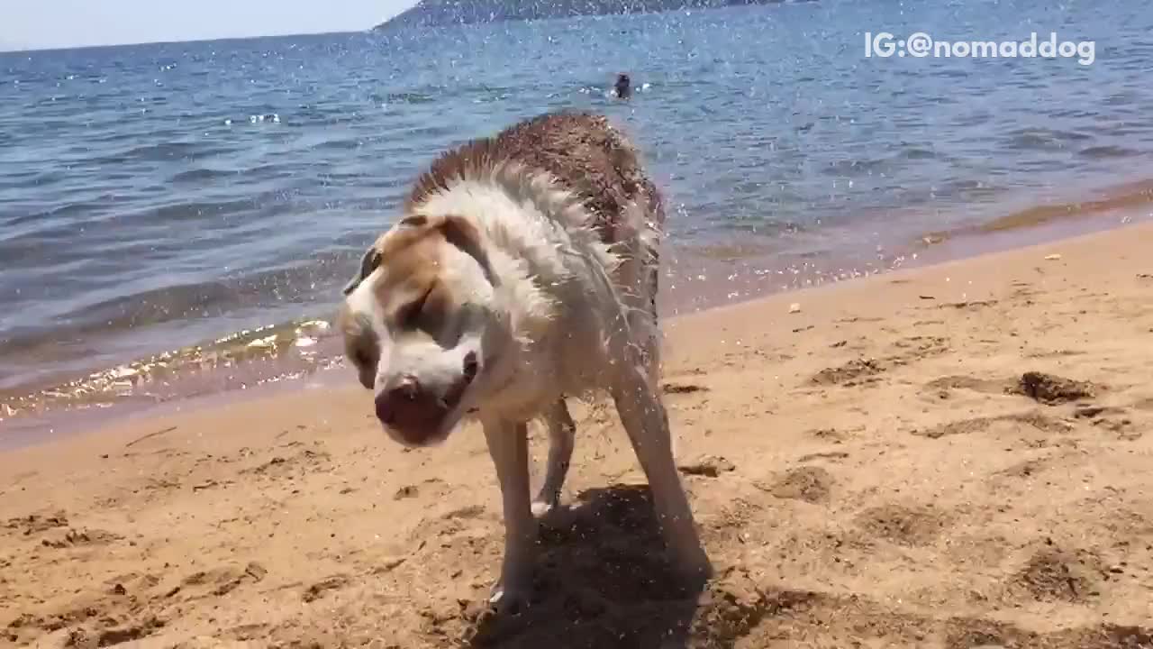 Brown white dog comes out of ocean and shakes off water in sand