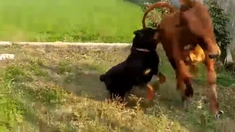 Rottweiler vs Humans