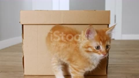 Kitty in a box