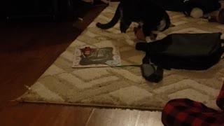 Cat vs Chucky doll