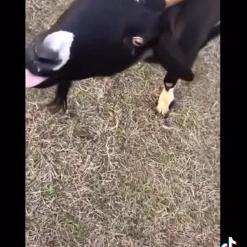 Funny Animals tiktok video