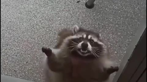 Raccoon funny dancing