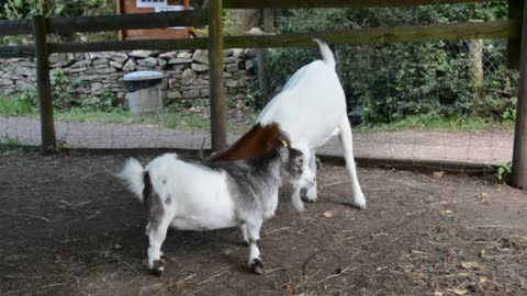 Funny goats fight