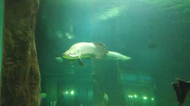 Big and old humpback fish.