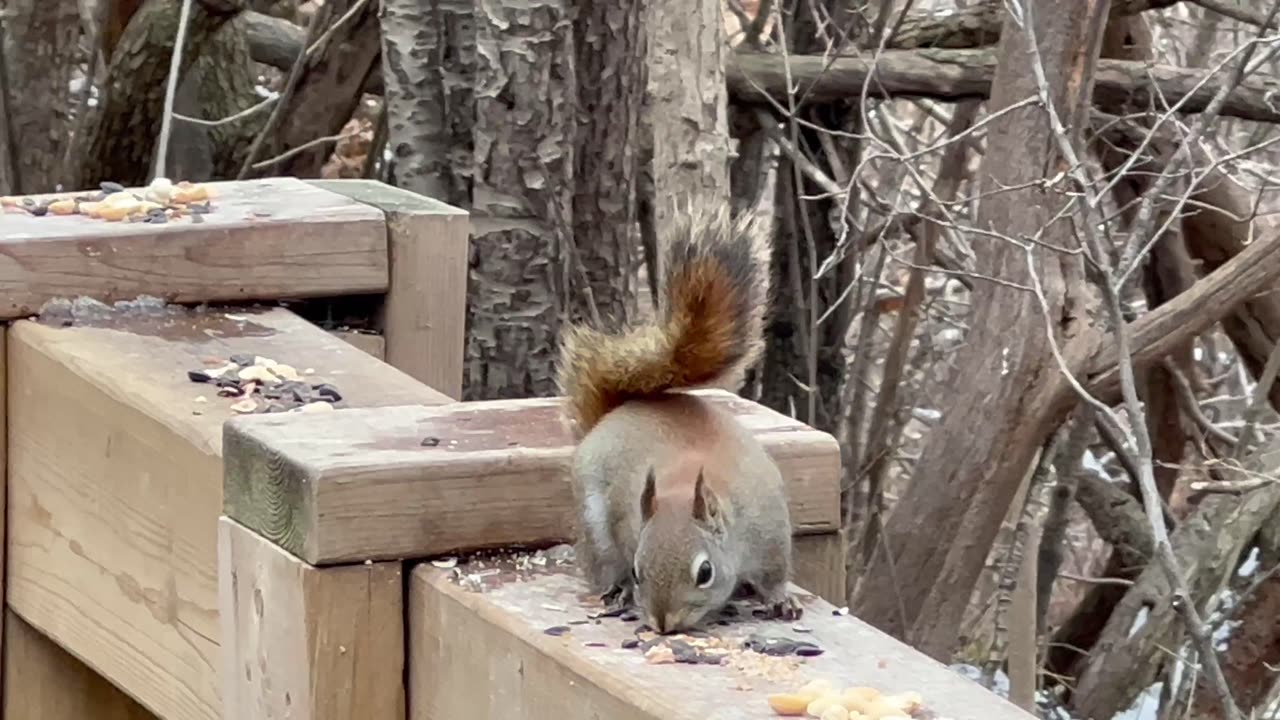 Red-Tailed squirrel