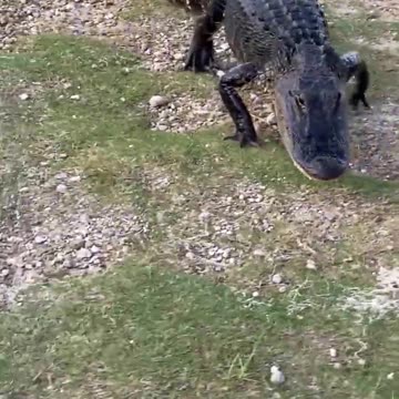 is the Gator Interested in the Fish or Human???