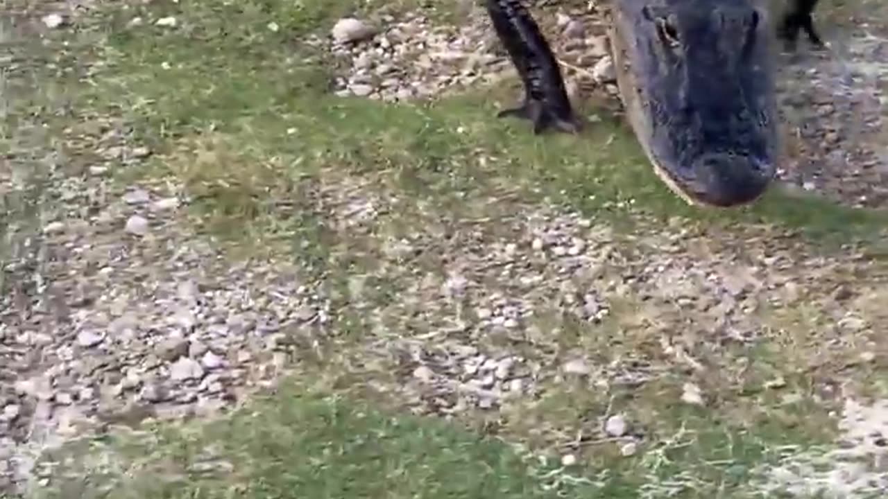 is the Gator Interested in the Fish or Human???