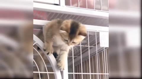 THE BEST FUNNY CAT VIDEOS OF THE WEEK 😸CUTEST CATS | YUFUS