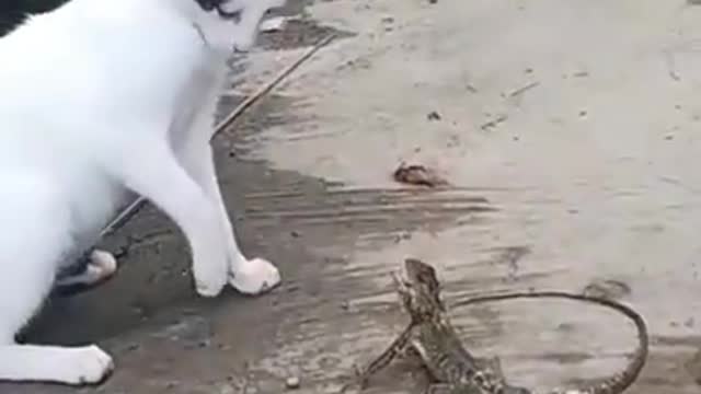 playing with lizard