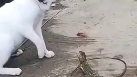 playing with lizard