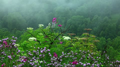 Relaxing Downpour Sounds with Tibetan Singing Bowls and Birds peeping