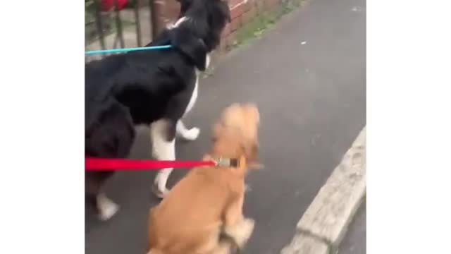 The collie is embarrassed