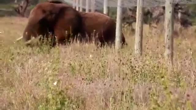 Elephant uses "stealth mode" to foil anti-elephant fence