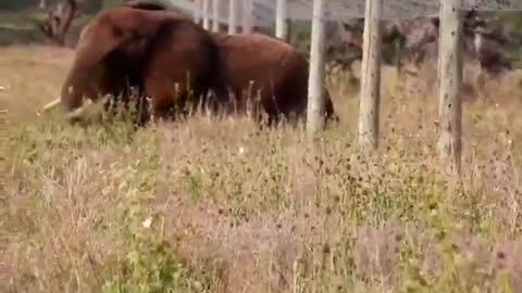 Elephant uses "stealth mode" to foil anti-elephant fence