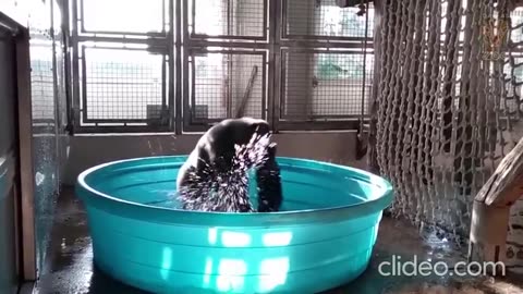 Funny animals