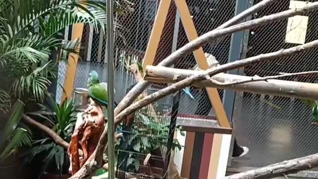 parrot singing