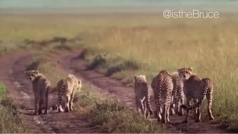 Deer vs 6 cheetah