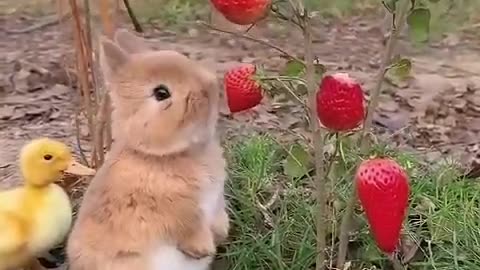 Bunny and Duckling Enjoy the Summer
