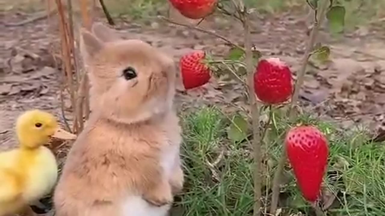 Bunny and Duckling Enjoy the Summer
