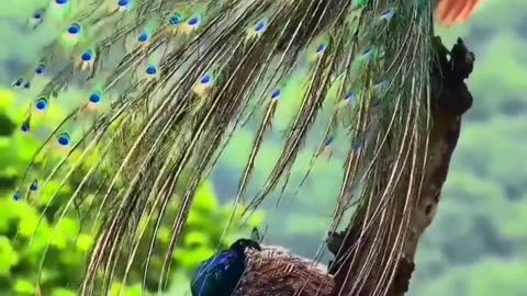 Wildlife is in closer view with a natural perspective.
