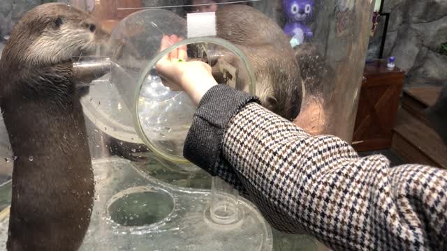 Feed the otters. Cute otter hand