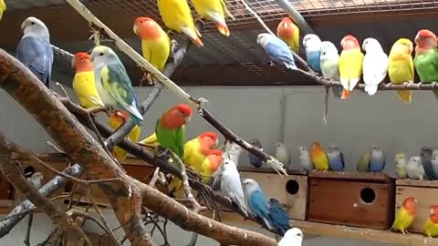 My love birds farm opaline