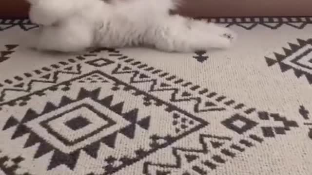 Wigglewigglewigglecr