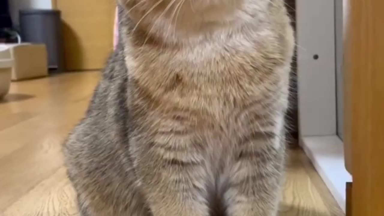The_Cutest_Cat_Meows_Ever_Recorded