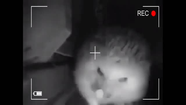 Hedgehog sneezes after farting loudly