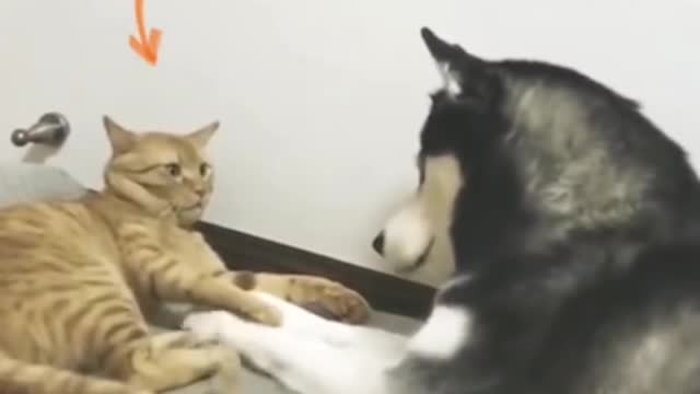 So Funny Cat & Dog Reaction