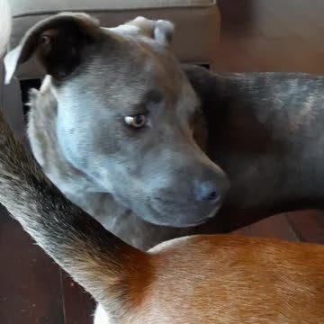 Why Tucker Carlson Gets Tired 🐕🐕🐕🐕🐕🐕