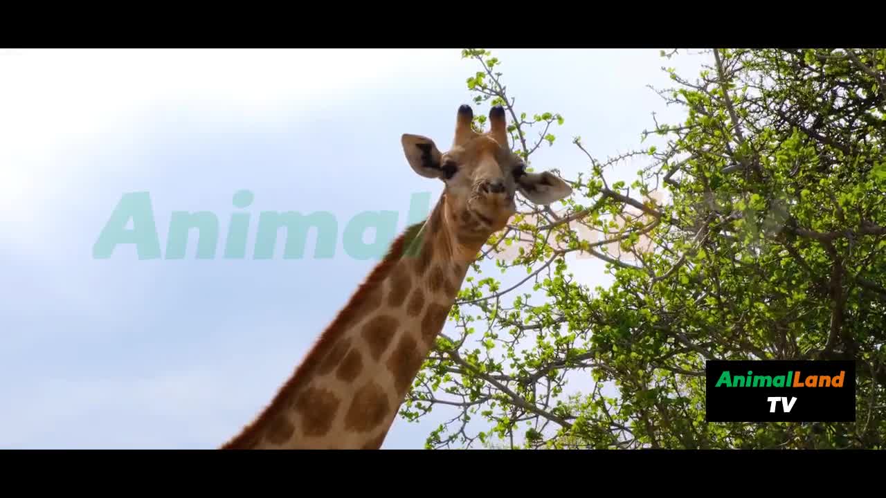 Animal Land TV, S01-E01, Pilot, Wild Animals TV Channel, Experience Cinema Quality TV on all Devices.