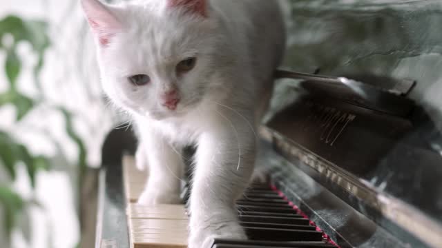 Sneaky cat on Piano