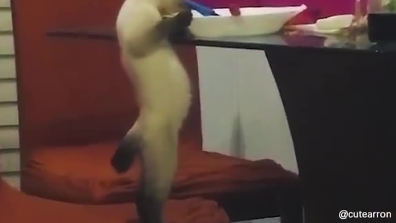 Funny cats and dogs🤣🤣🤣