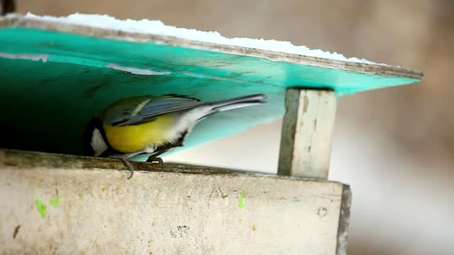 Birds at park feeder - With great music