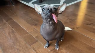 Hilariously adorable Chinese crested dog