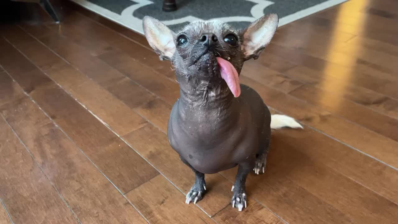 Hilariously adorable Chinese crested dog