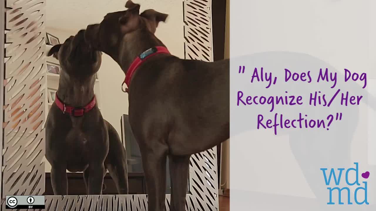 Do Dogs Recognize Their Reflection In The Mirror?
