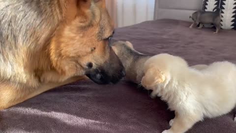 German Shepherd Meets Puppies for the First Time