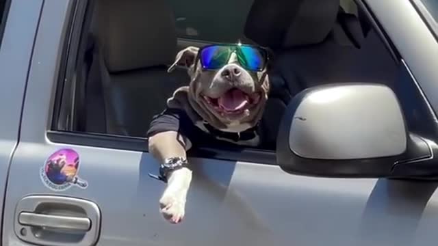 Dog gangster