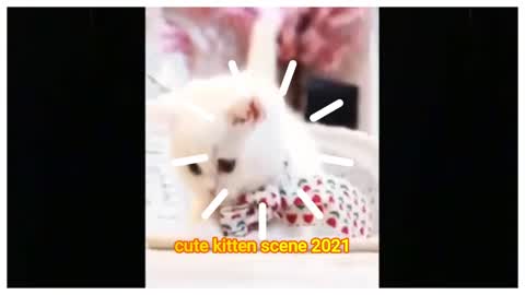 Cutest Adorable kittens Funny scene11