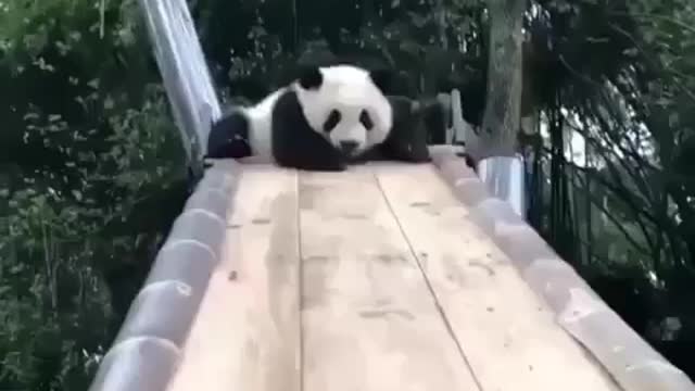 Panda panda 00