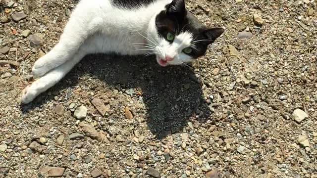 A street cat familiar with humans