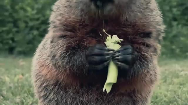 Rat Eating Vegetables