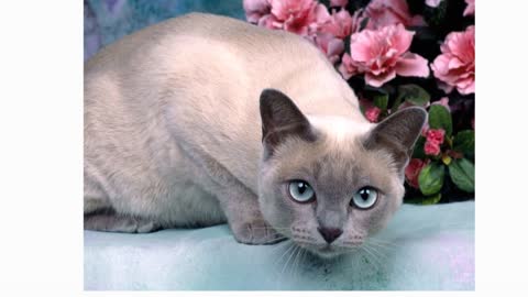 Breed and Personality of the Tonkinese Cat!